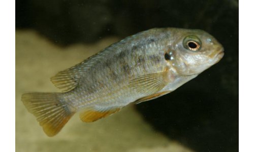 Tropheops red cheek chizumulu